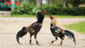 Bí quyết chọn kèo đá gà tại Tx666 để mang về lợi nhuận cao nhất