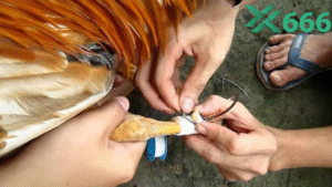 Tx666 có bao nhiêu phương thức đặt cược để người chơi dễ lựa chọn?