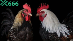 Bí kíp đặt kèo thể thao nhiều trận cùng lúc trên Tx666 nhưng vẫn an toàn