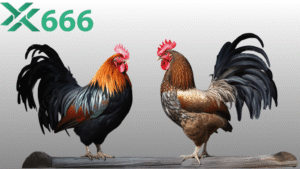 Top 7 chiến thuật đặt cược đá gà tại Tx666 để thắng liên tục