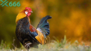 Review tốc độ nạp và rút tiền thực tế của người dùng trên Tx666