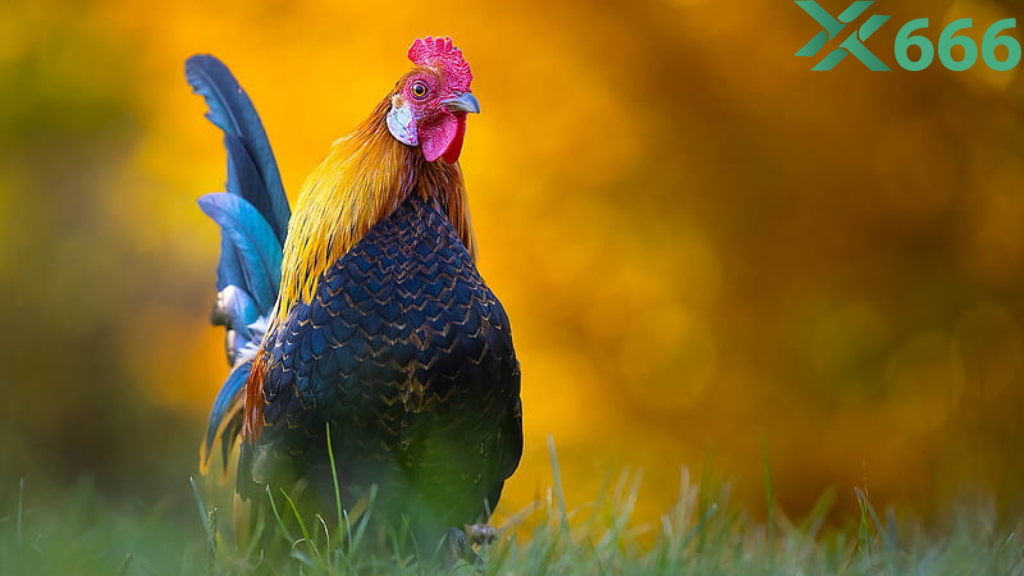 Bí quyết dự đoán kết quả đá gà dựa trên dữ liệu thống kê của Tx666